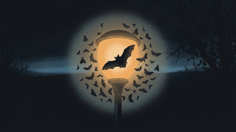 Illustration of a pipistrelle bat and moths circling an amber streetlight at night