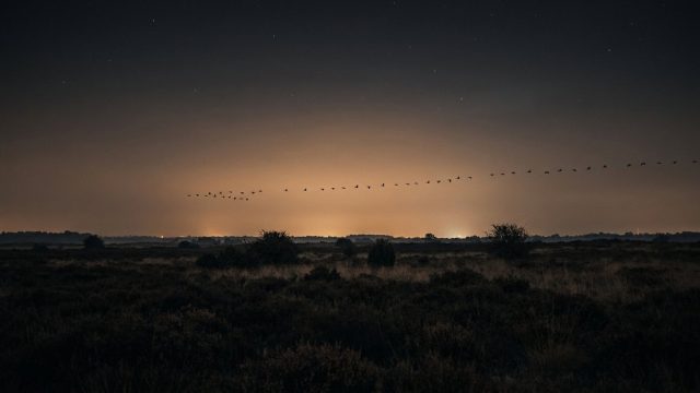 Light Pollution and Wildlife: How ALAN Destroys Ecosystems