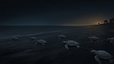 Sea Turtles and Artificial Light: Beaches, Fledglings, Amber Fixtures